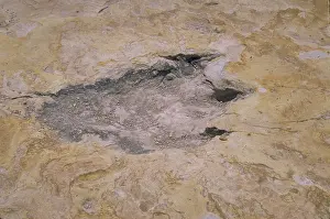 Fossilized: A dinosaur track