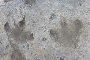 Track: Dinosaur track