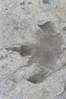 Track: Dinosaur track
