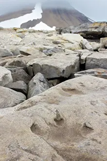 Track: Dinosaur track