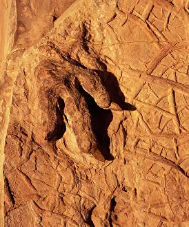 Theropods: Dinosaur track (Dinosaur footprint)