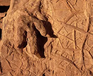 Theropods: Dinosaur track (Dinosaur footprint)