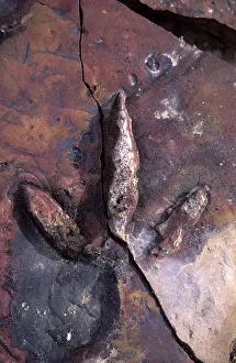 Theropods: Dinosaur track - Track of a Theropod dinosaur