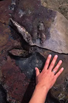Theropods: Dinosaur track - Track of a Theropod dinosaur