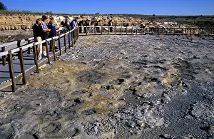 Ornithopod: Dinosaur tracks