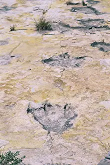 Trackway: Dinosaur tracks