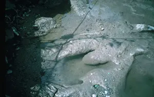 Trace: Dinosaur Tracks