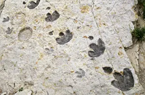 Ornithopod: DINOSAUR TRACKS - Dakota Fm. Early Cretaceous Ornithopod