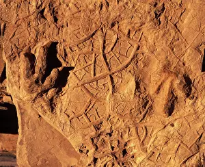 Theropods: Dinosaur tracks (Dinosaur footprints)
