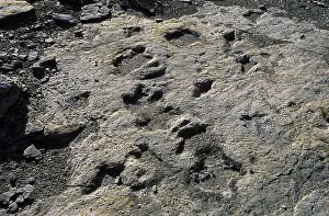 Ornithopod: Dinosaur Tracks: Ornithopod dinosaur tracks