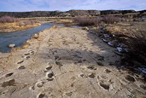 Trackways: Dinosaur tracks - Five parallel trackways of Apatosaurus