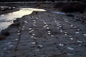 Trackways: Dinosaur tracks - Five parallel trackways of Apatosaurus