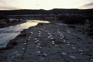 Trackways: Dinosaur tracks - Five parallel trackways of Apatosaurus
