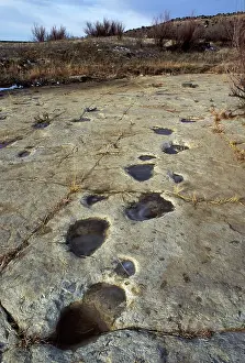 Trackway: Dinosaur tracks - Trackway of an Apatosaur (Brontosaur)