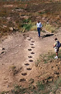 Theropods: Dinosaur trackway