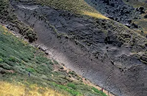 Trackways: Dinosaur trackways - Chile