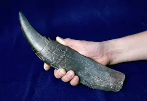 Archaeologist: DINOSAUR - Tyrannosaurus Rex Tooth