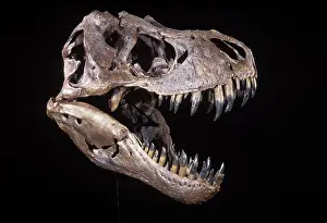 Dinosaur: Tyrannosaurus rex. Upper Cretaceous