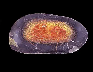 Sauropod: Dinosaurs - Agatized bone