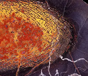 Sauropod: Dinosaurs - Agatized bone