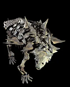 Armored: Dinosaurs: Ankylosaurs (armored dinosaurs)