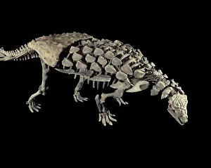 Armored: Dinosaurs: Ankylosaurs (Armored dinosaurs)