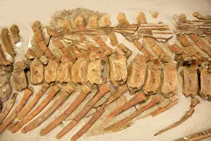 Hadrosaurs: Dinosaurs: caudal vertebrae of a Hadrosaur ('Duck-billed