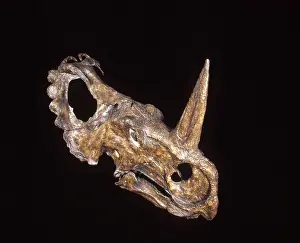 Ceratopsian: Dinosaurs - Ceratopsians
