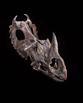 Ceratopsian: Dinosaurs - Ceratopsians