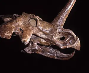 Ceratopsian: Dinosaurs - Ceratopsians - Horned dinosaurs