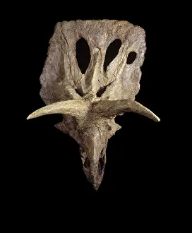 Ceratopsian: Dinosaurs - Ceratopsians - Horned dinosaurs
