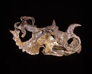 Ceratopsian: Dinosaurs - Ceratopsians - Horned dinosaurs