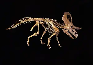Ceratopsian: Dinosaurs - Ceratopsians - Horned dinosaurs - Zuniceratops