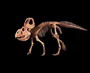 Ceratopsians: Dinosaurs - Ceratopsians - Protoceratops