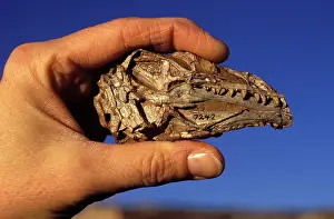 Triassic: Dinosaurs: Coelophysis, a small Theropod (carnivorous