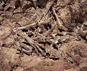 Triassic: Dinosaurs: Coelophysis, a small Theropod (carnivorous