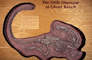 Triassic: Dinosaurs: Coelophysis, a small Theropod (carnivorous