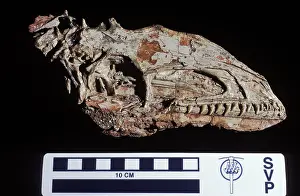 Triassic: Dinosaurs: Coelophysis, a small Theropod (carnivorous