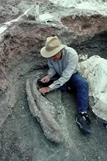 Allosaurus: Dinosaurs - Digs