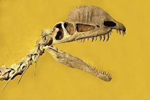 Dilophosaurus: Dinosaurs - Dilophosaurus