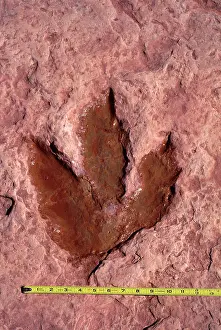 Theropods: Dinosaurs: footprint of a Theropod dinosaur (meat