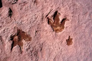 Theropods: Dinosaurs: footprint of Theropod dinosaurs (meat