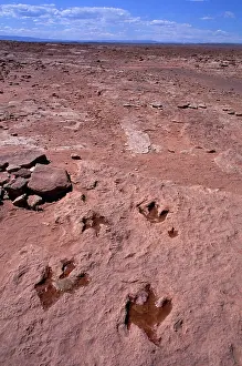 Theropods: Dinosaurs: footprint of Theropod dinosaurs (meat