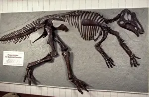 Hadrosaurs: Dinosaurs: Hadrosaur or Duck-billed dinosaur