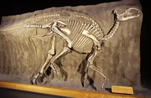 Hadrosaurs: Dinosaurs - Hadrosaurs - (Duck-billed dinosaurs)