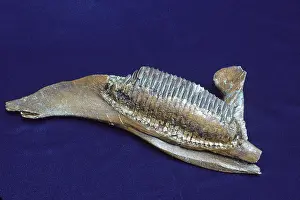 Hadrosaurs: Dinosaurs - Hadrosaurs jaw