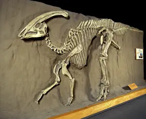 Hadrosaurs: Dinosaurs - Hadrosaurs - Parasaurolophus