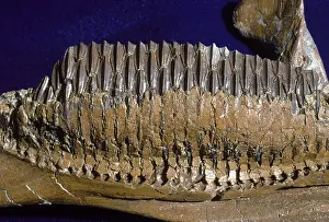 Teeth: Dinosaurs - Hadrosaurs teeth