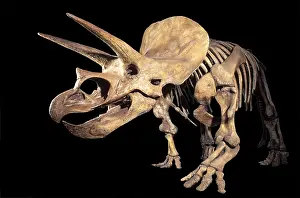 Ceratopsians: Dinosaurs - Horned dinosaurs (Ceratopsians) Triceratops