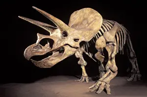Reconstruction: Dinosaurs - Horned dinosaurs (Ceratopsians) Triceratops